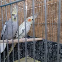 عروس هلندی مولد