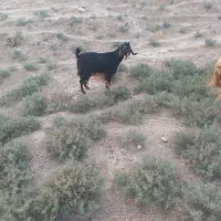 بز چپر مس درجه یک پر شیر