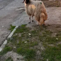 بره ماده شک  سنجابی اصییل