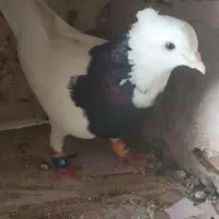 کبوتر طوقی سیاه|پرنده|بوشهر, |دیوار