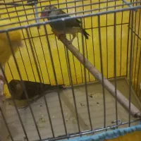 قناری نر ۳۰۰