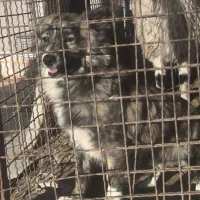 سگ پاکوتاه خارجی