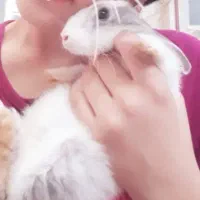 خرگوش