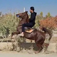مادیان آس|اسب و تجهیزات اسبسواری|تهران, سنگلج (شاپور)|دیوار