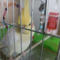 فروش فوری عروس هلندی نر