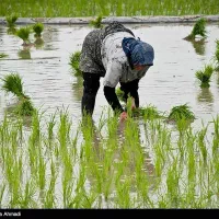 سلام زمین کشاورزی شالیزار قیمت متری ۳۵۰ هزار تومن
