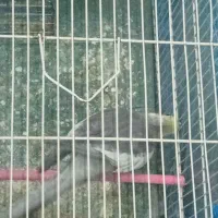 پرنده سالم و سرحال