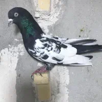 سینه سیاه ، کله ، سینه سبز|پرنده|شیراز, آزادگان|دیوار