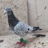 کفتر بوم. جفتگاه آلمانی ورنگه