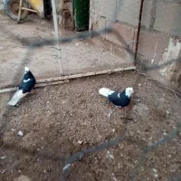 شازده اوچوب اونینان سرحال سالم