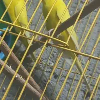 مرغ عشق|پرنده|شادگان, |دیوار