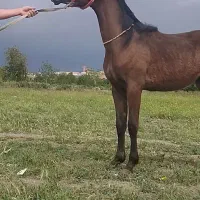 کره عرب دوسر نریان کره ای از سیلمی مدالیون