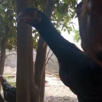 مرغ لاری|حیوانات مزرعه|شبانکاره, |دیوار