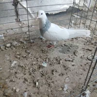 دوتا نر طوقی|پرنده|حمیدیا, |دیوار