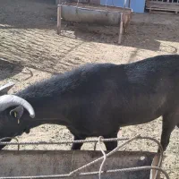 چپیش مورسیا اصل وادراتی|حیوانات مزرعه|زارچ, |دیوار