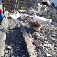 ۲عددغوغاز اوکراینی نر وماده جفت تخم|حیوانات مزرعه|مشهد, تبادکان|دیوار