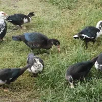 فروش اردک اسرائیلی در تالش|حیوانات مزرعه|تالش, هشتپر|دیوار