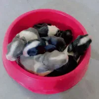 بچه خرگوش و خرگوش بزرگ با لوازم