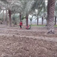 باغبانی بهار