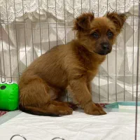 سگ پامرانیان کراس 3 ماهه قیمت مناسب