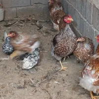 مرغ وخروس ویاندوت|حیوانات مزرعه|خسروشاه, |دیوار