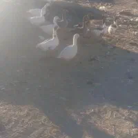 قاز|حیوانات مزرعه|وراوی, |دیوار