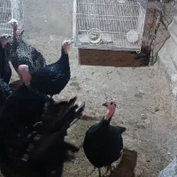 فروش بوقلمون|حیوانات مزرعه|گرگان, |دیوار