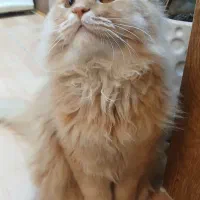 پرشین گاردفیلد