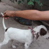 سگ شکاری|سگ|فراغی, |دیوار