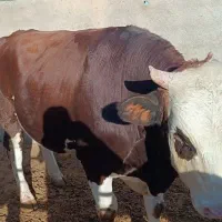 گوشت گوساله