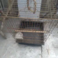 قفس بزرگ محکم برای عروس هلندی و غیره