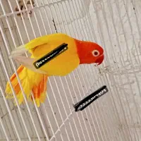 پرورش خانم اقامولد جوجه نرماده کوتوله عروس گرینچیک|پرنده|مشهد, آبکوه|دیوار