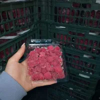 میوه لوکس سورنا