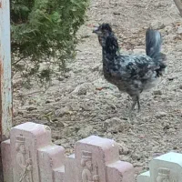نیمچه مرغ و خروس گلین