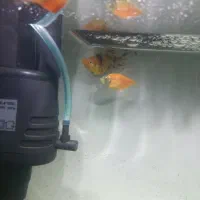 ماهی آکواریومی|ماهی|مشهد, امامیه (شهرک غرب)|دیوار