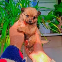 پامر کوچولو