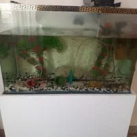 اکواریوم|ماهی|اقبالیه, |دیوار