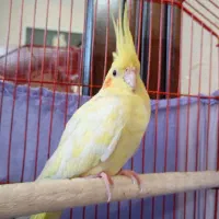 عروس.. هلندی نر