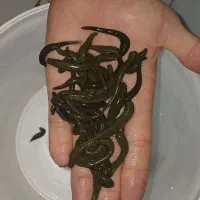 تکثیر،تولید و فروش زالو