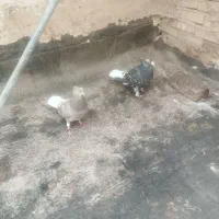 نرو ماده هفت رنگ