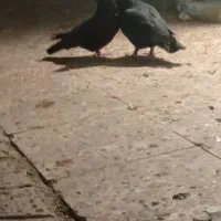 کفتر کرمونی|پرنده|مشهد, کارمندان دوم|دیوار