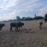 گوساله نر