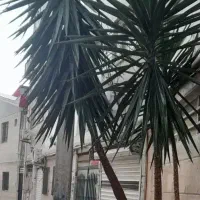 گل و درخت یوکا زیبا مناسب حیاط ویلا
