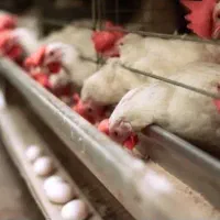 فروش مرغ تخم گزار|حیوانات مزرعه|تخت سلیمان, |دیوار