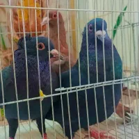 یک جفت کلاغ کلایی و سرخ نر
