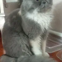 واگذاری گربه نر و ماده