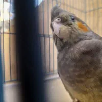 عروس نر