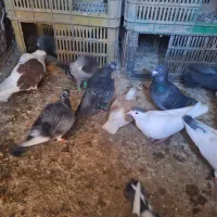 کفتر|پرنده|نصر آباد, |دیوار