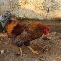 خروس ویاندوت بلورد|حیوانات مزرعه|گرگان, |دیوار