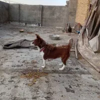 پاکوتاه